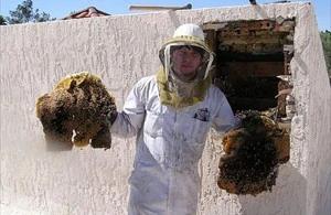 Cave Creek Bee Removal employee holding removed comb